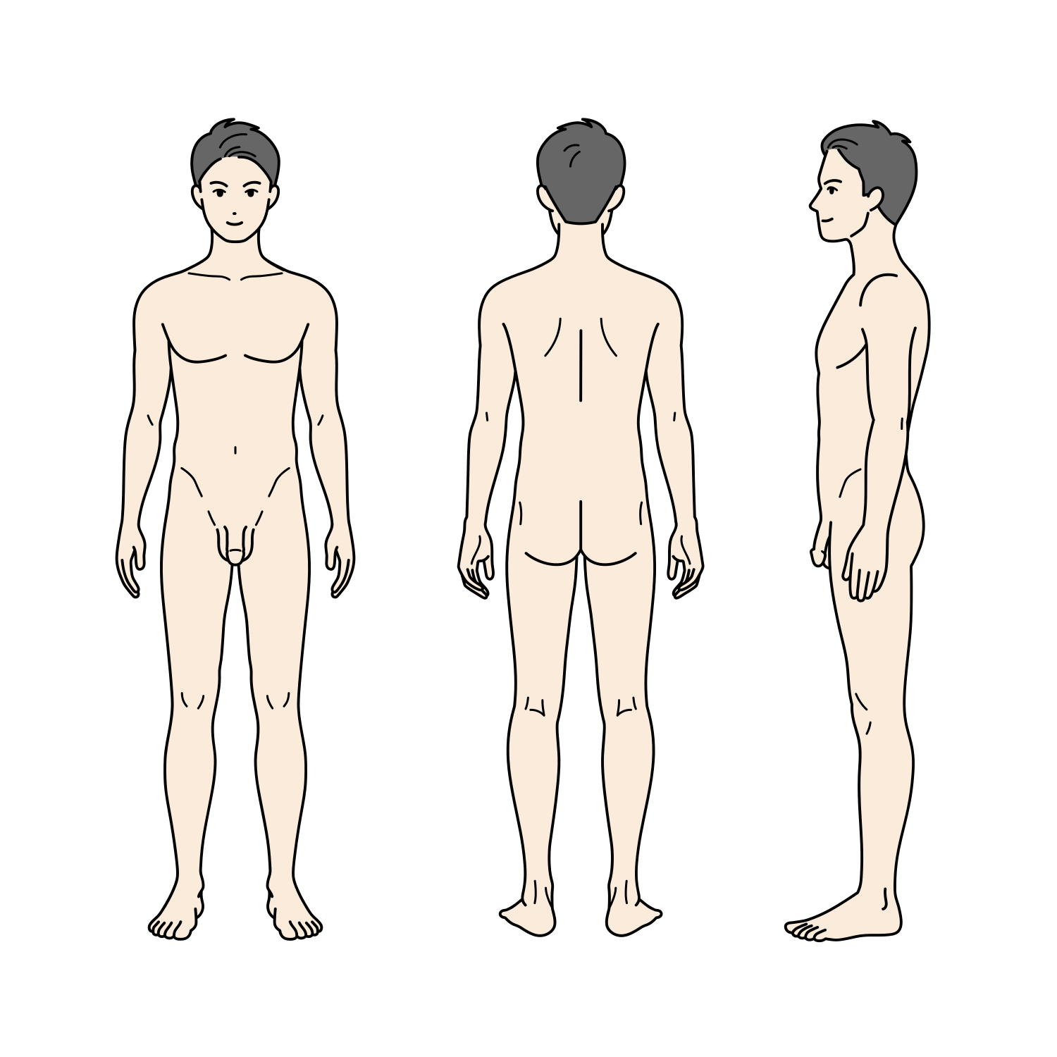 標準体型の大人の男性の全身イラスト（全裸・性器あり）