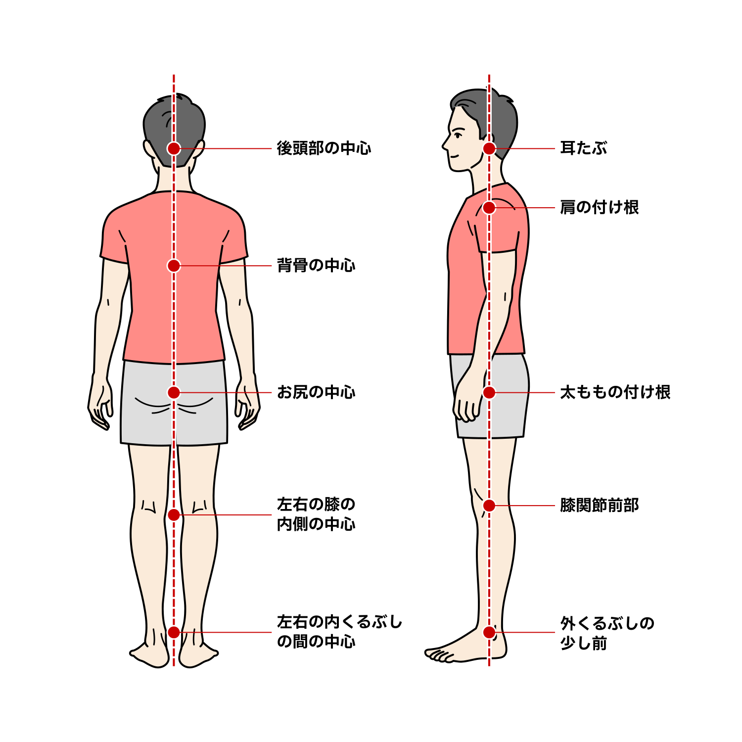 正しい立ち姿勢のイラスト（成人男性・基準線あり）