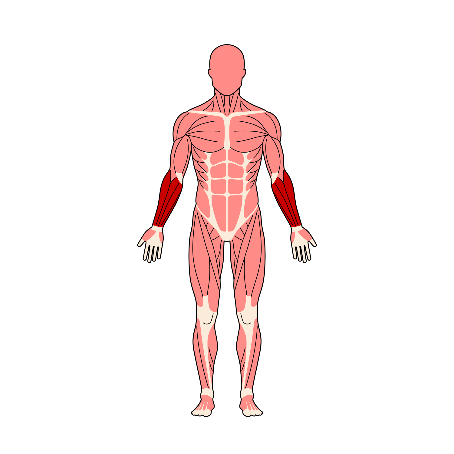 全身筋肉イラスト 前腕屈筋群ハイライト