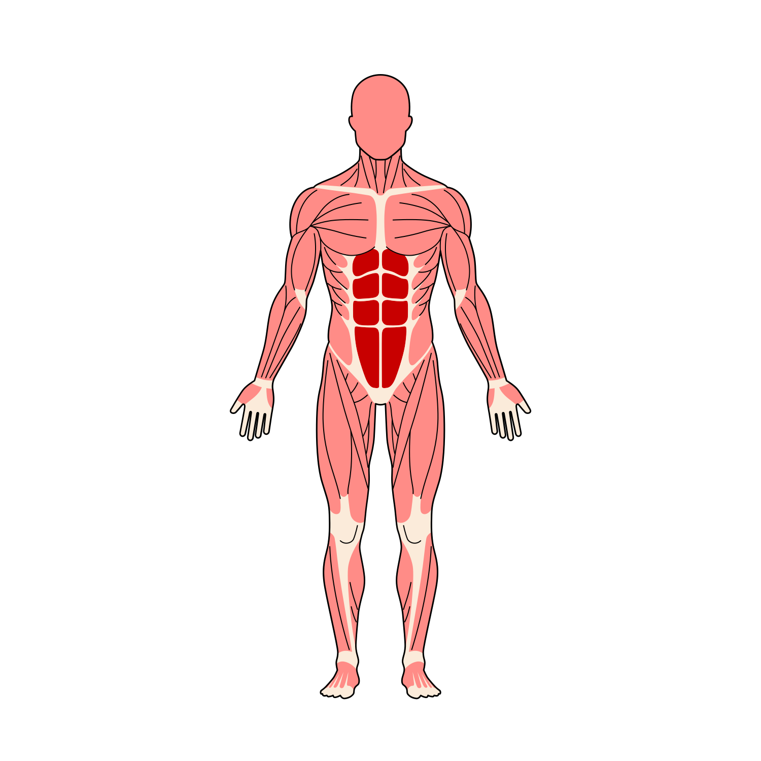 全身筋肉イラスト 腹直筋ハイライト