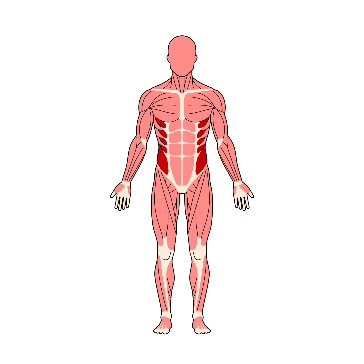 全身筋肉イラスト 腹斜筋ハイライト