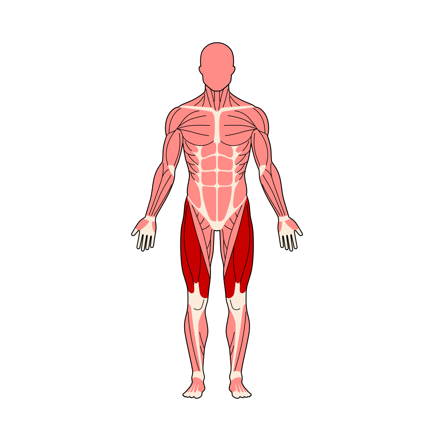 全身筋肉イラスト 大腿四頭筋ハイライト