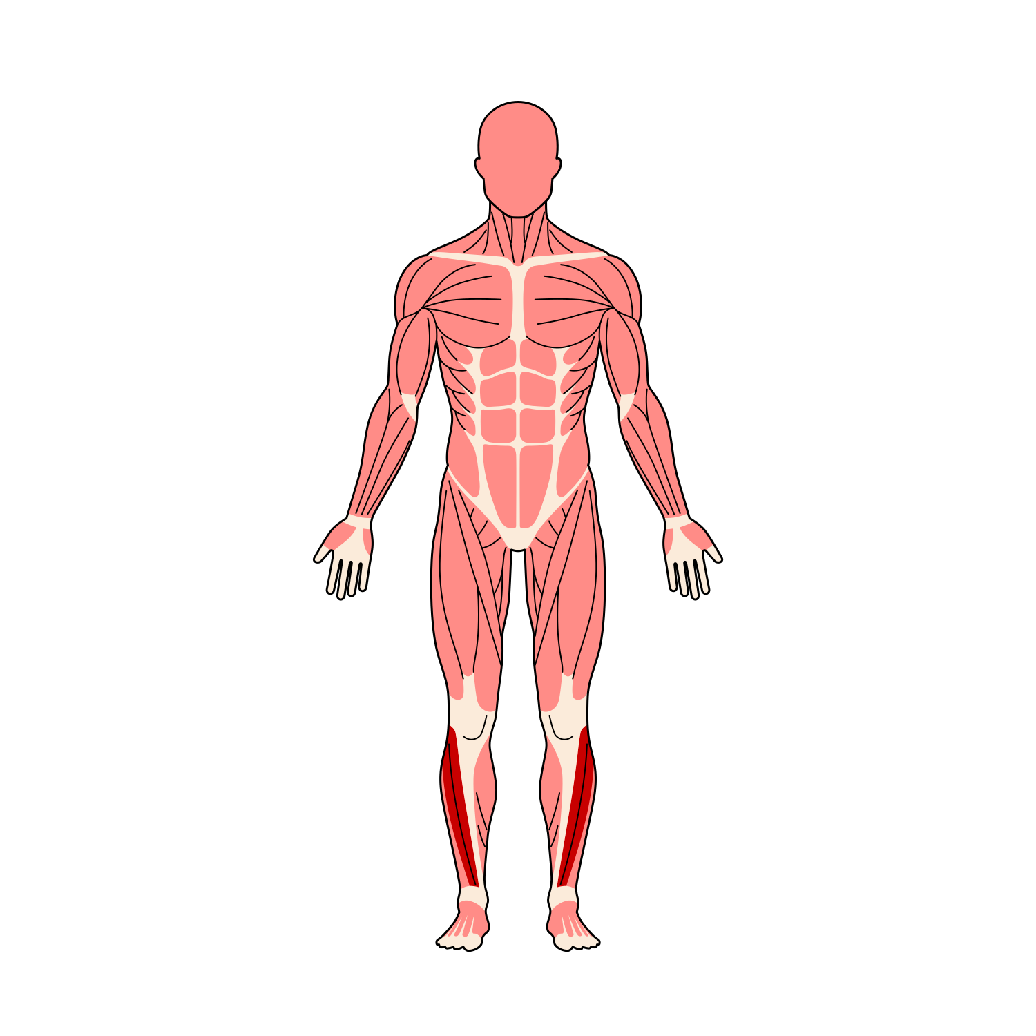 全身筋肉イラスト 前脛骨筋ハイライト