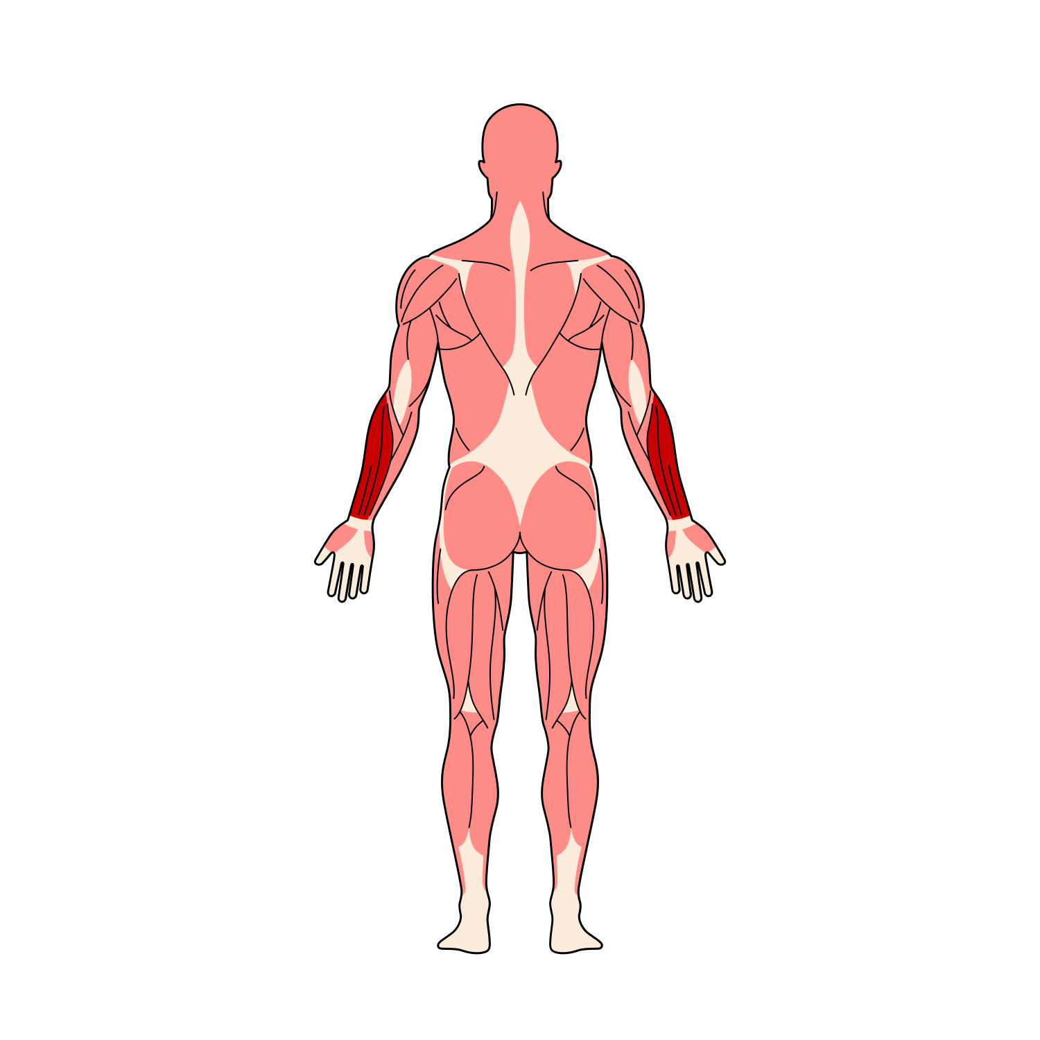 全身筋肉イラスト 前腕伸筋群ハイライト